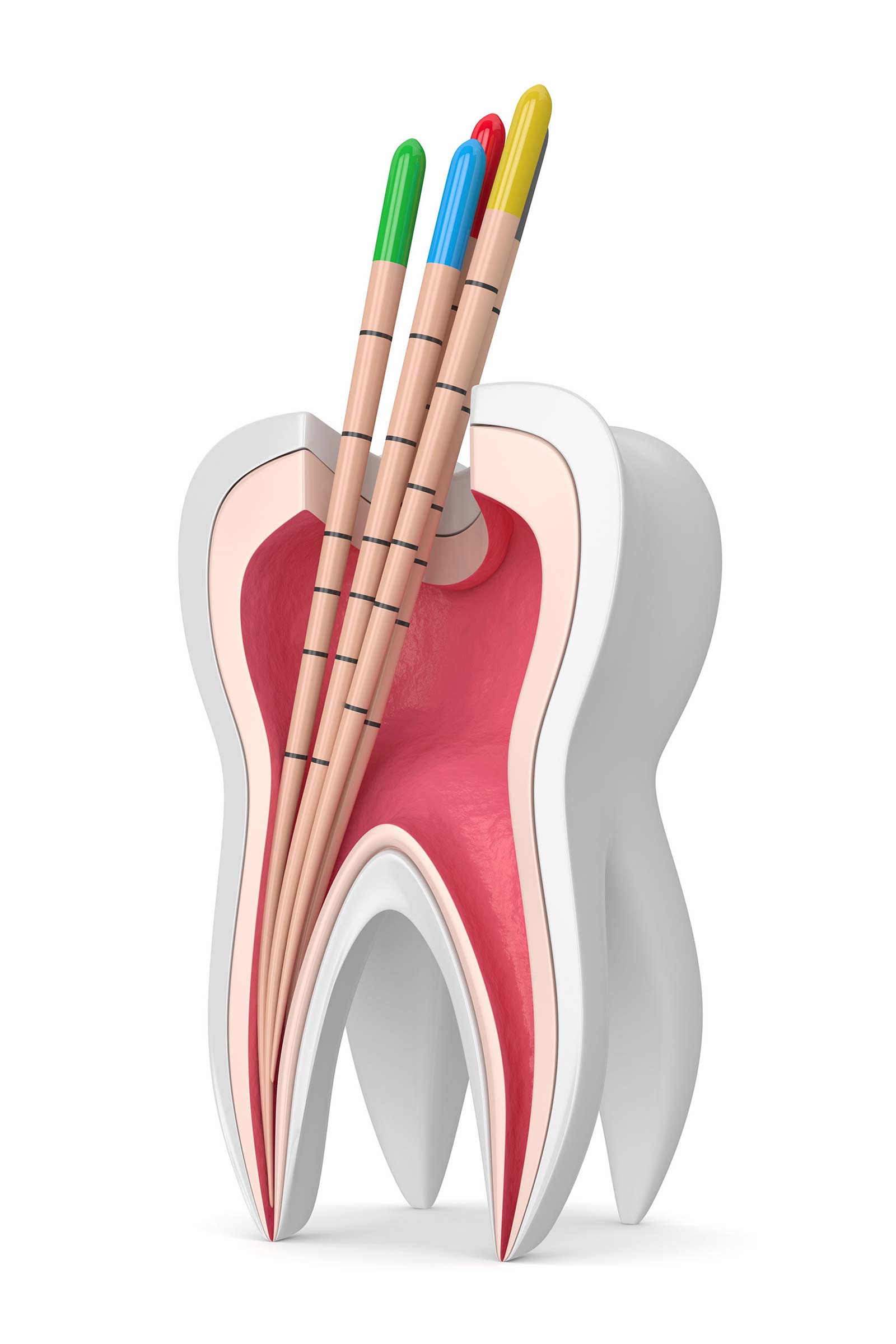 endodoncija dr. renata ostojić